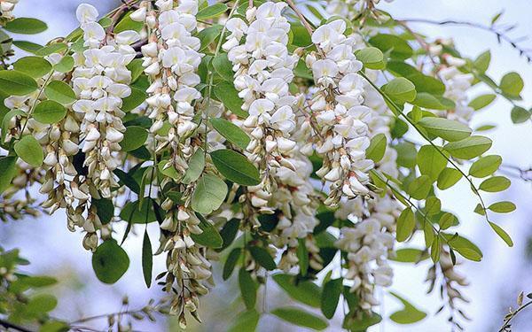 witte acacia bloeit weelderig
