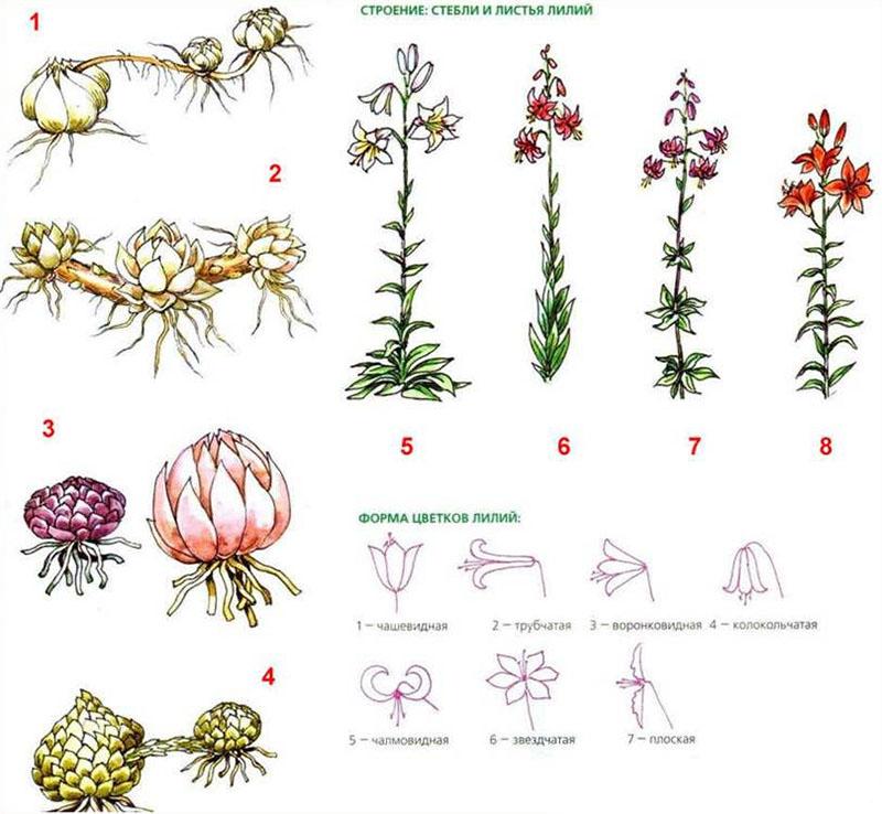 structuur van lelies van verschillende variëteiten