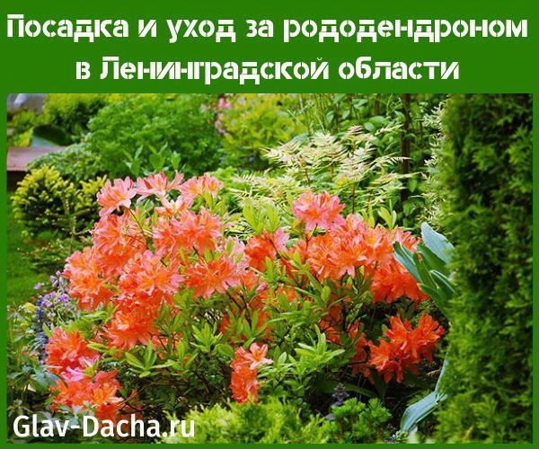 het planten en verzorgen van rododendrons in de Leningrad-regio