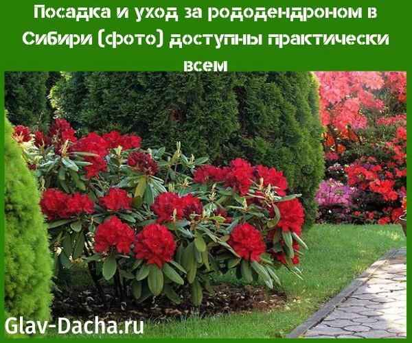 rododendron planten en verzorgen in Siberië foto