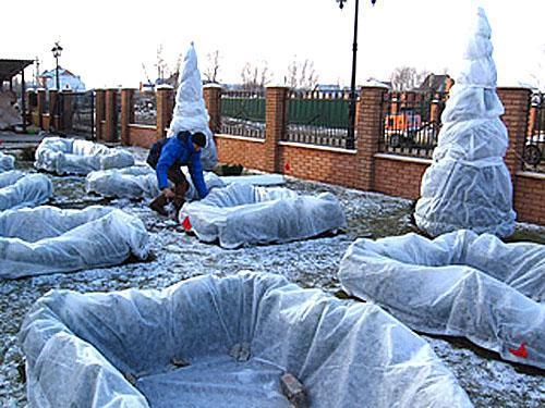 Sklonište za zimske zasade šimšira korištenjem netkanog materijala