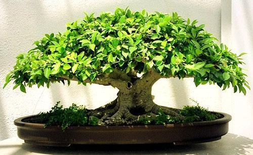 Šimšir u kulturi bonsaija