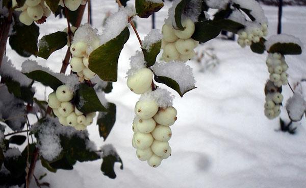 snowberry zimi