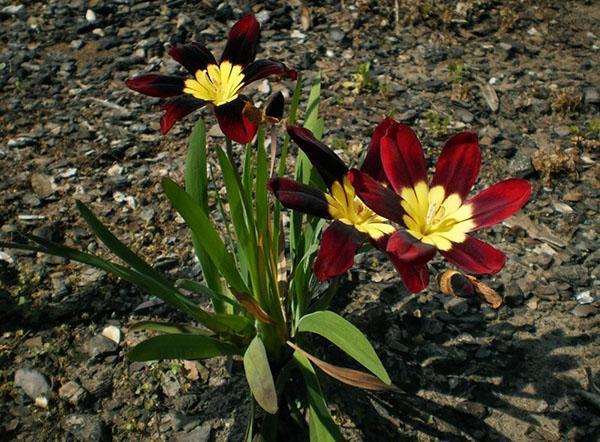 cvjeta trobojni sparaxis