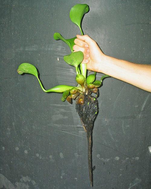 Zo ziet een waterhyacintplant eruit.