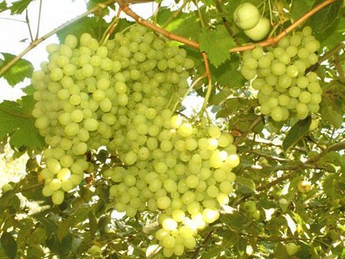 Rijpe druiven in de Oeral