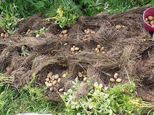 Sadnja krumpira na Uralu