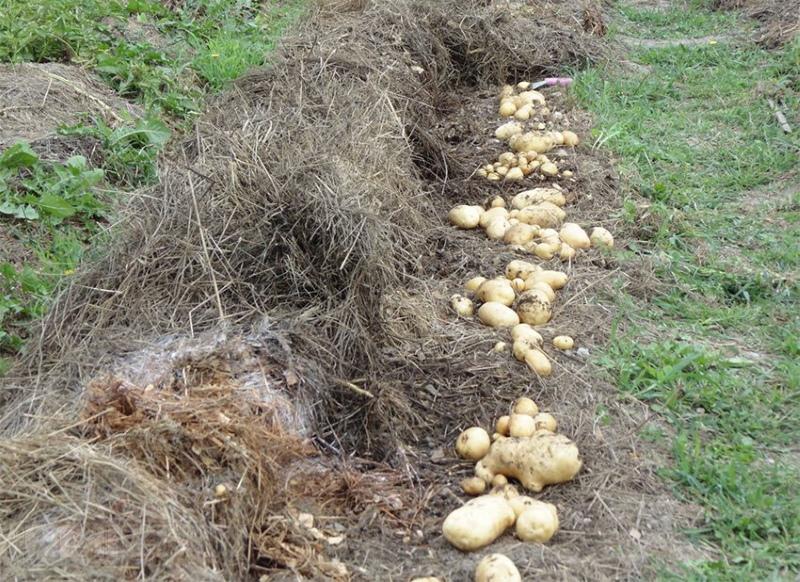 prednosti i nedostaci sadnje krumpira pod slamom