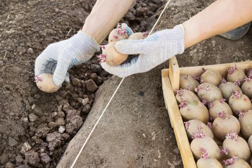 zomer aardappelen planten