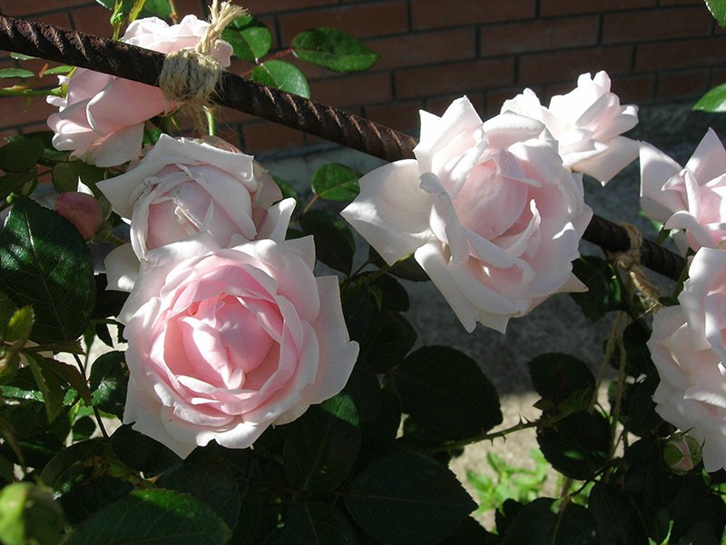 mirisna nježna ruža