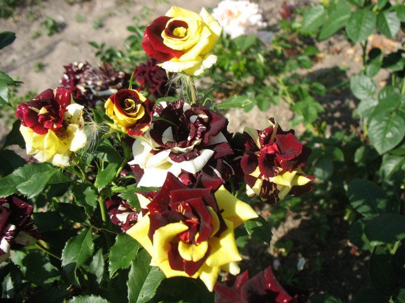 weelderige bloei van een roos van de variëteit Abracadabra