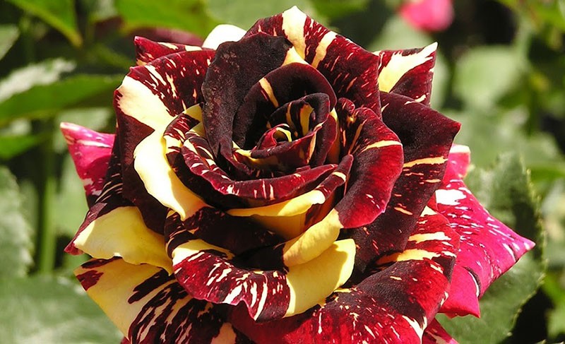 sorte ruža Abrakadabra