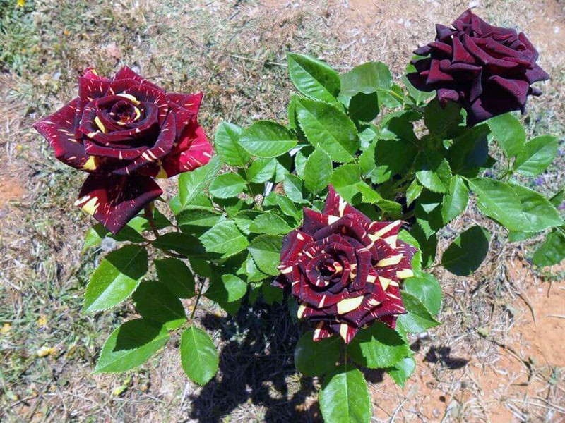 hibridna čajna ruža Abrakadabra