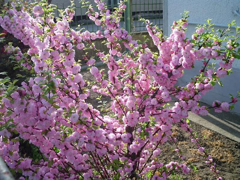 sakura u proljeće