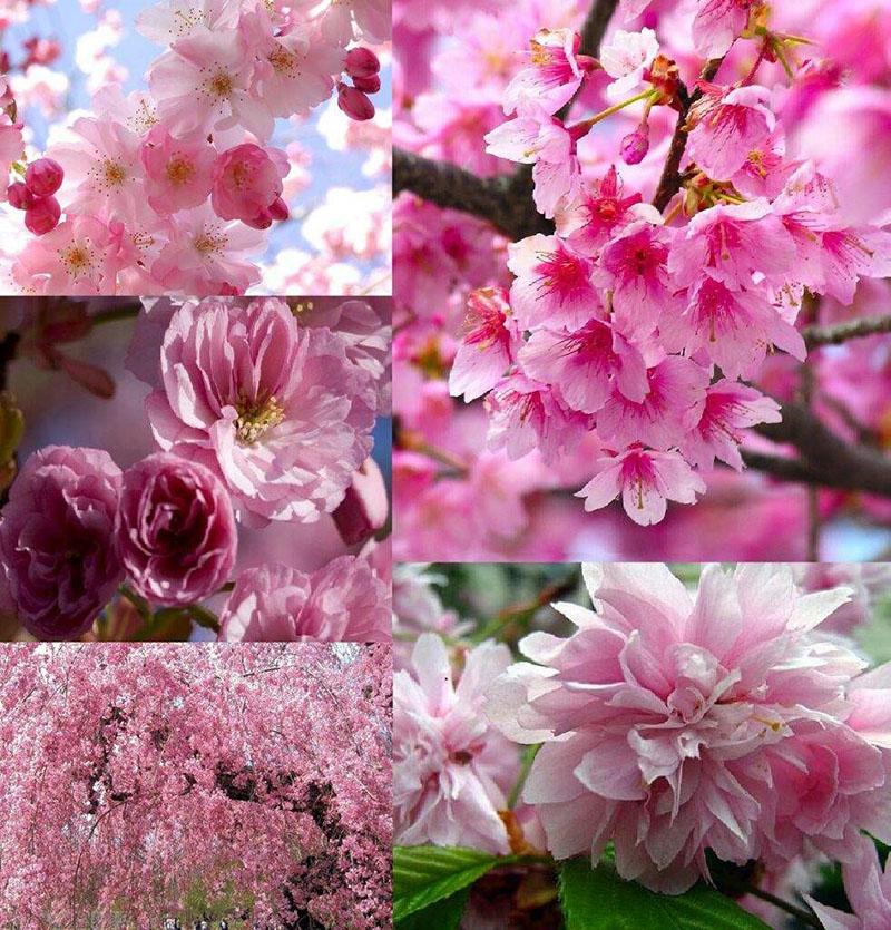 cvjetovi trešnje različitih sorti