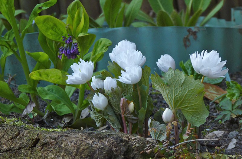 sanguinaria planten en verzorgen in een bloembed