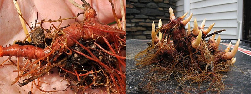 reproductie van sanguinaria door wortelstokken te delen