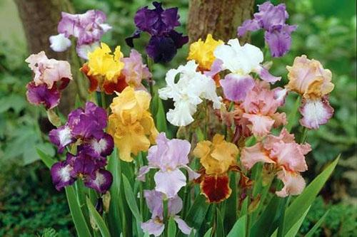 verschillende soorten irissen in de tuin