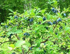 De heilzame vruchten van eetbare kamperfoelie