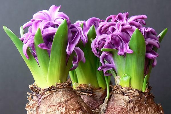 slechte broei van hyacinten