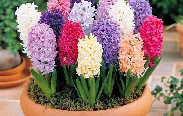 hyacinten in een pot zetten