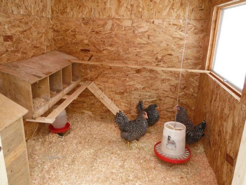 uređenje kokošinjca iznutra