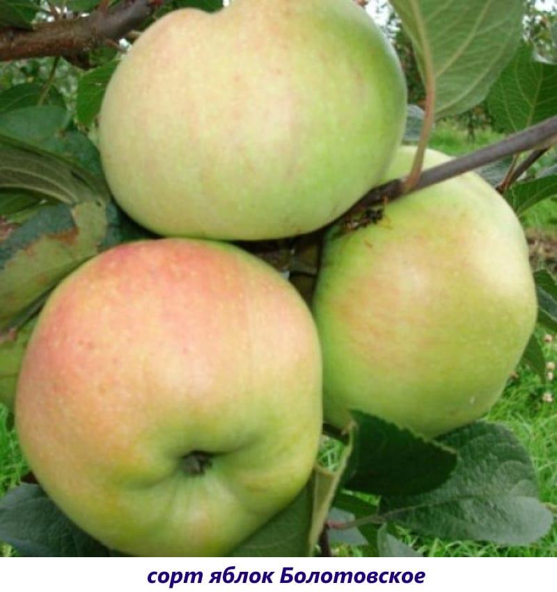 Sorta jabuka Bolotovskoe