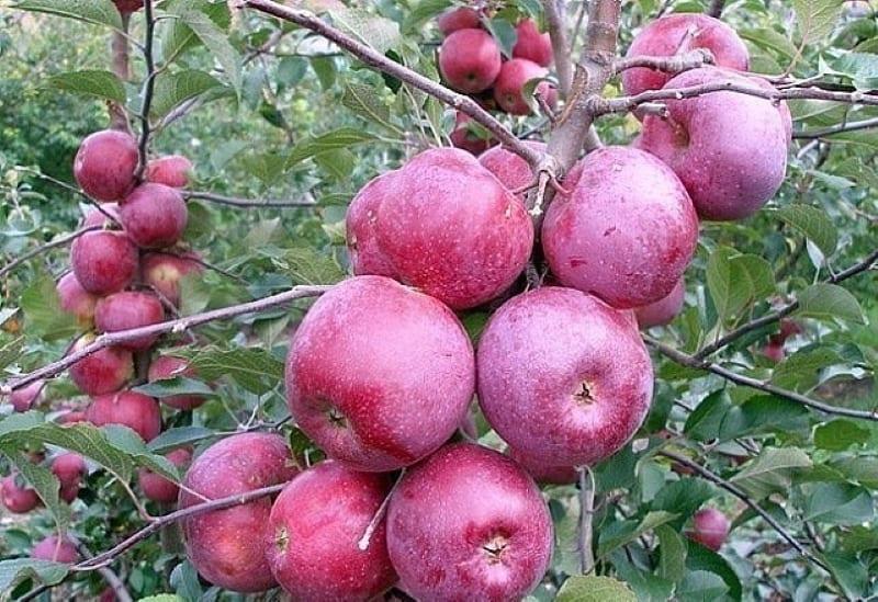 vrste zimskih jabuka