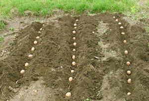 Late aanplant van aardappelen