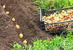 Ljetna sadnja krumpira