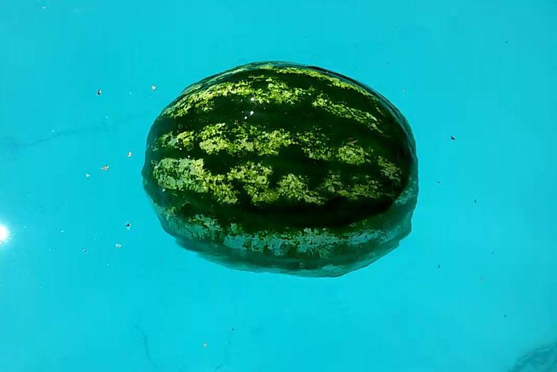 lubenica u hladnoj vodi