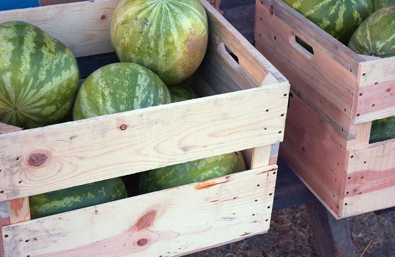 kako čuvati lubenicu do nove godine u kutijama