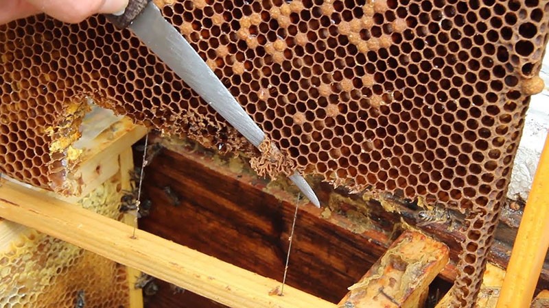 hitna metoda uklanjanja pčele matice