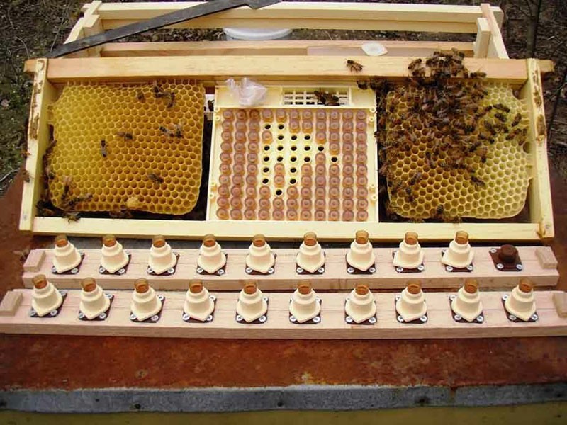 uzgoj pčela matica sa sustavom Nicot