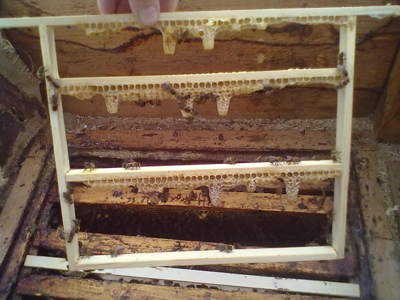 uzgoj pčela matica od strane Cebra