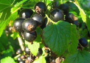 Overzicht van de geheimen van het planten van zwarte bessen