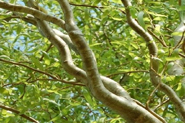 nevjerojatna ljepota vrbovih grana Matsudan
