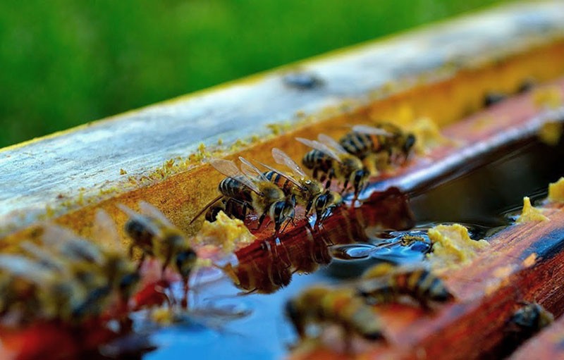 we versterken de immuniteit van bijen