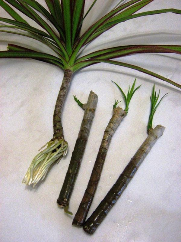 Odrezana stabljika dracaene koristi se za razmnožavanje biljaka