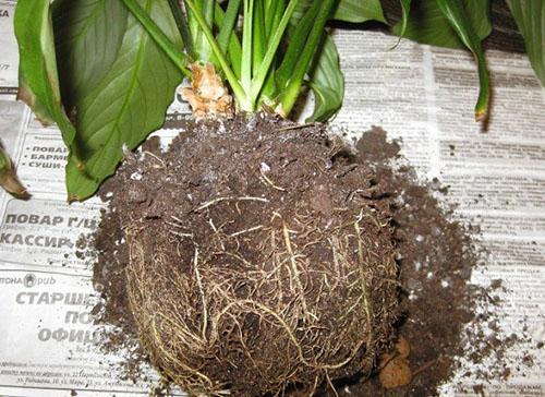 Een volwassen plant overzetten naar een grotere pot