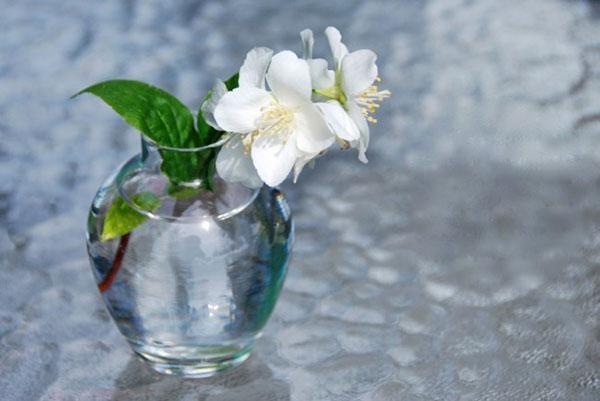 geurige jasmijn bloemen