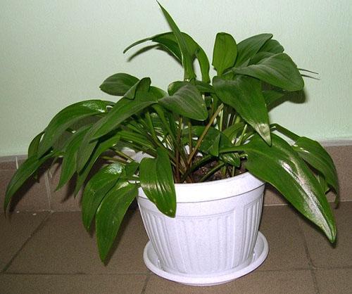 In een grote pot zal de plant niet lang bloeien.