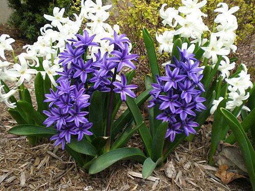 Voorjaarsbloei van hyacinten