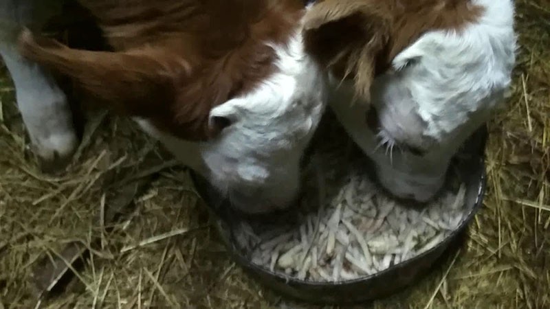 hranjenje mladih bikova