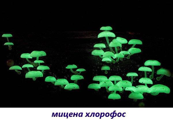 gljive mycena chlorophos