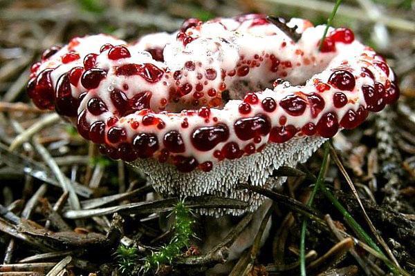 ongebruikelijke oneetbare paddenstoel