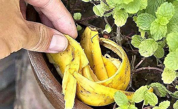 korištenjem svježih kora banane