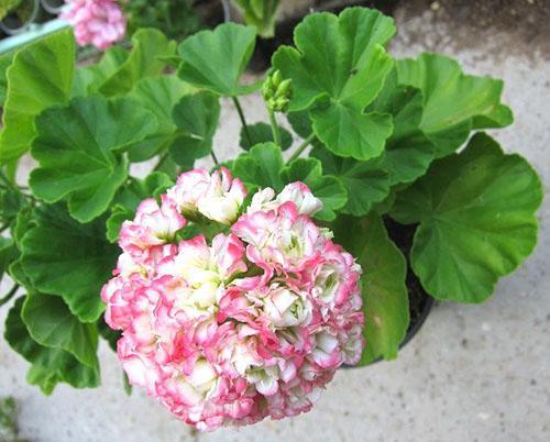 Mladi Pelargonium Appleblossom Rosebud