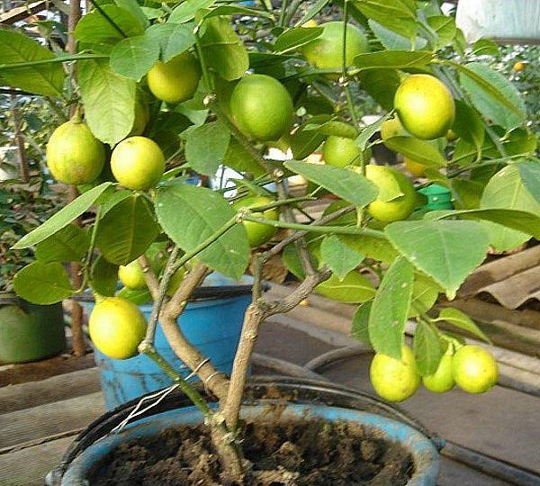vruchtdragende guave in een thuiskwekerij