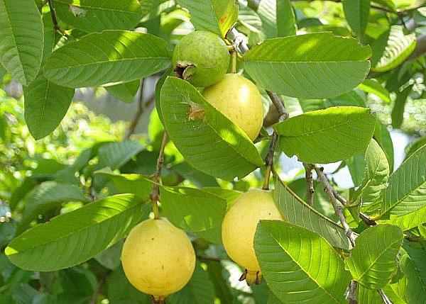 fruitboom guave